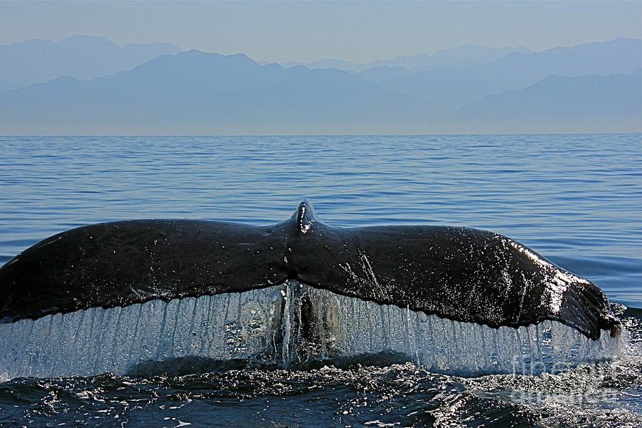 Whale Tail 4 Photograph by Nicola Fiscarelli