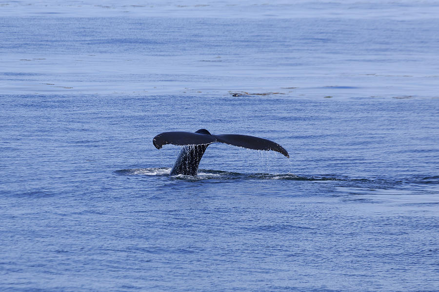 Whale Tail Photograph by Bryan Bzdula