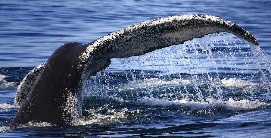 Whale Tail Photograph by Darius Aniunas