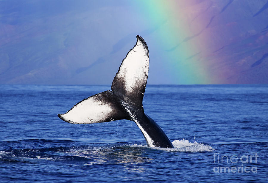 Whale Tail Photograph by David Olsen