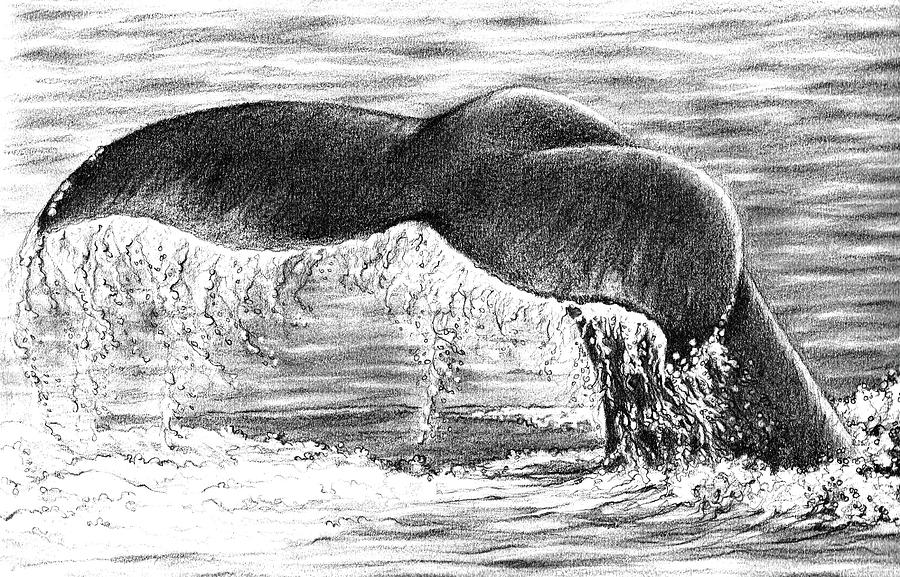 Whale Tail Drawing by Heidi Kriel