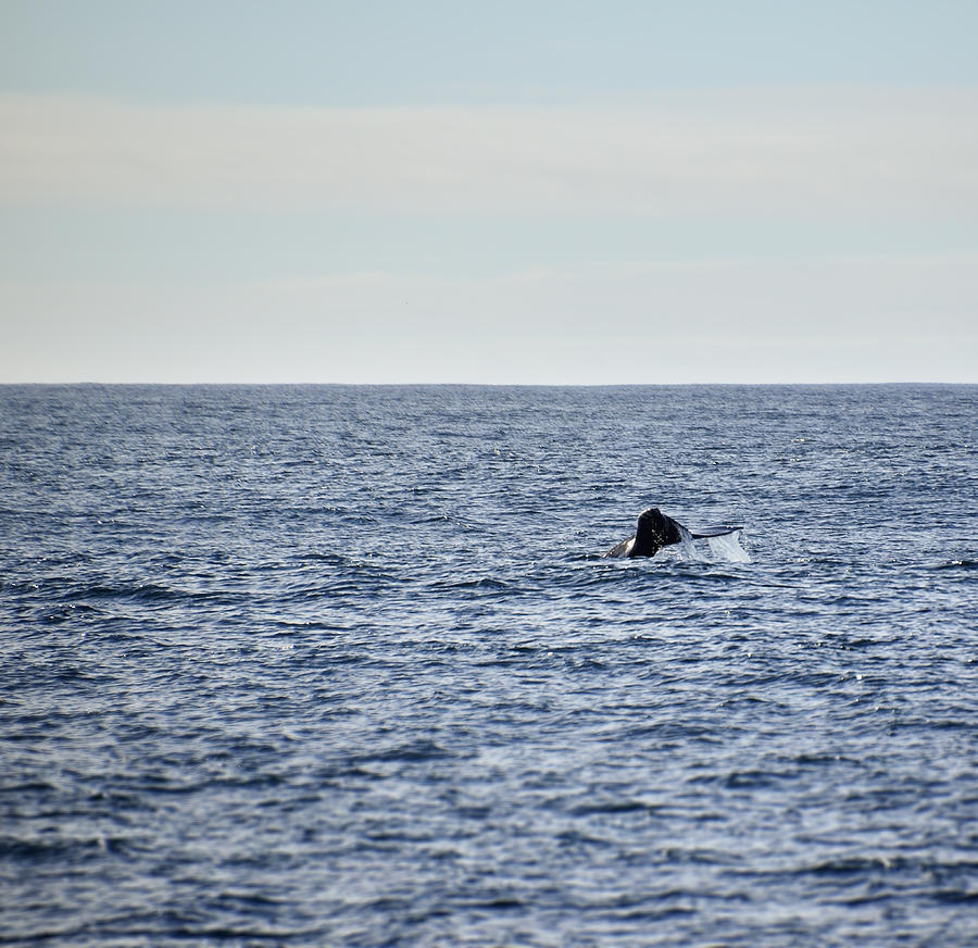 Whale Tail Photograph by Kellie Prowse