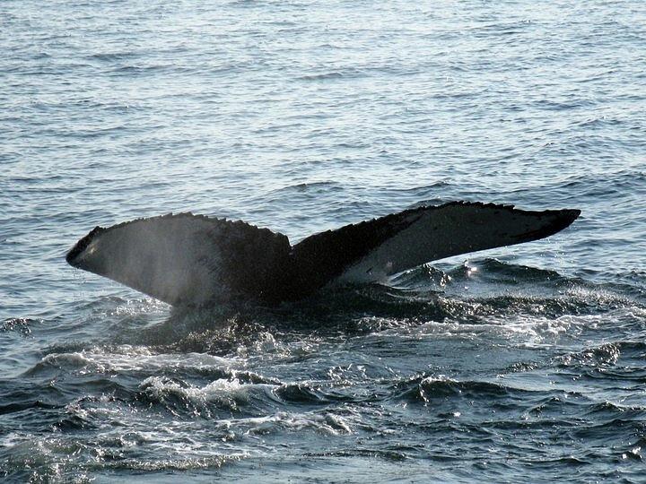 Whale Tail Photograph by Kristen Cavanaugh - Fine Art America