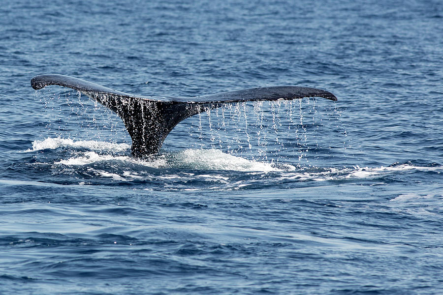 Whale Tail Photograph by Mark Harrington