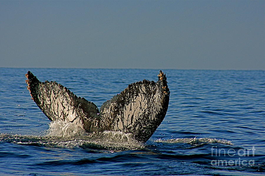Whale Tail Photograph by Nicola Fiscarelli