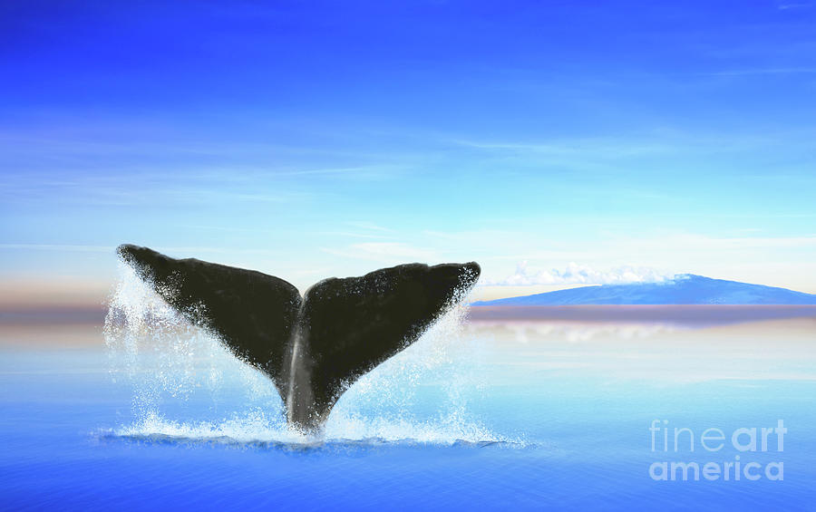 Whale Tail On Ocean With An Island Photograph