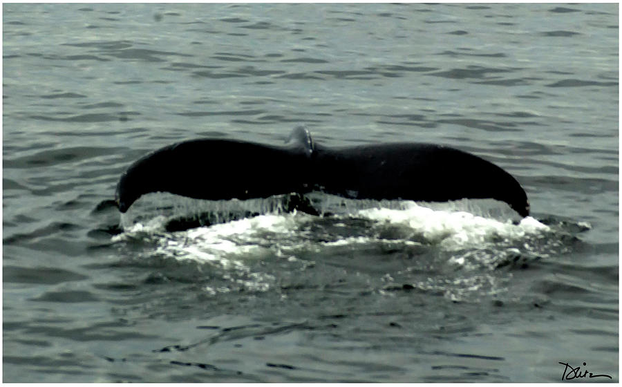 Whale Tail Photograph by Peggy Dietz