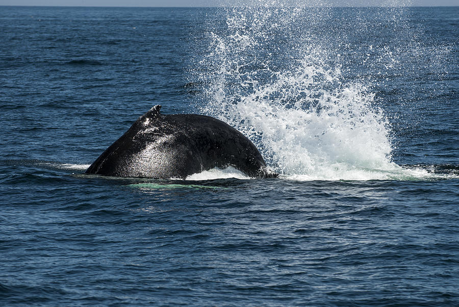 Whale Tail Slapping 2 Photograph by Clifford Pugliese - Fine Art America