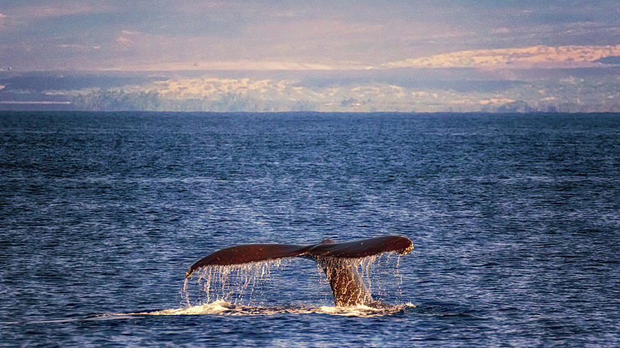 Whale Tail Photograph by Susan Rissi Tregoning