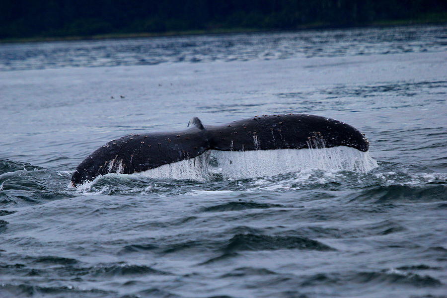 Whale Tail Photograph by Trent Mallett