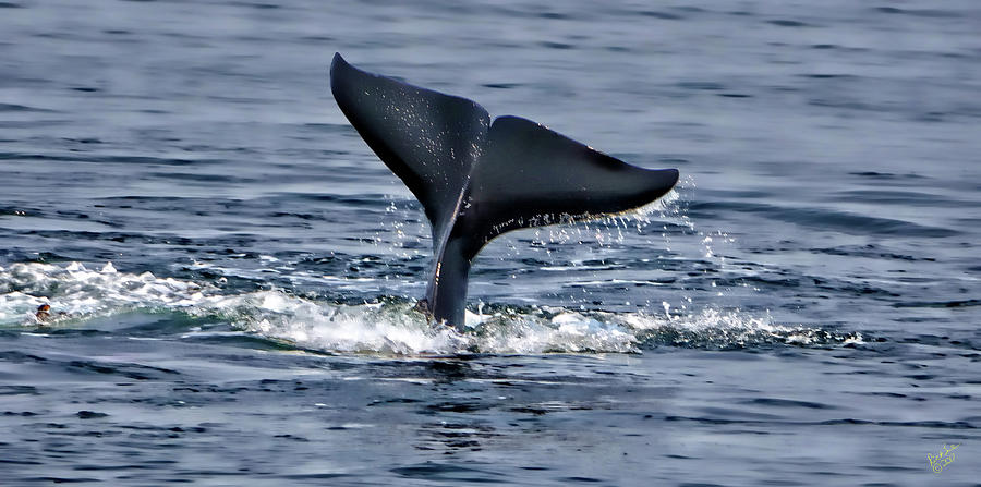 Whale Tale Tail Photograph By Rick Lawler