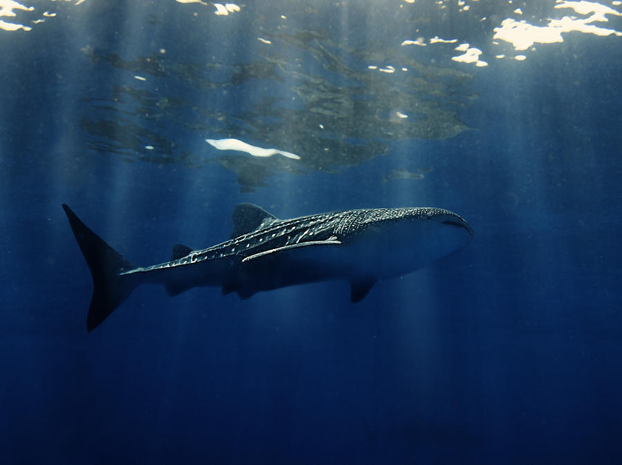 Whale Photograph by U Schade