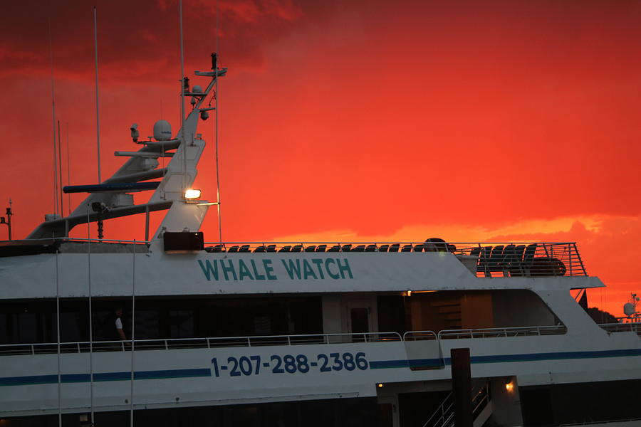 Whale Watch Photograph by Living Color Photography Lorraine Lynch