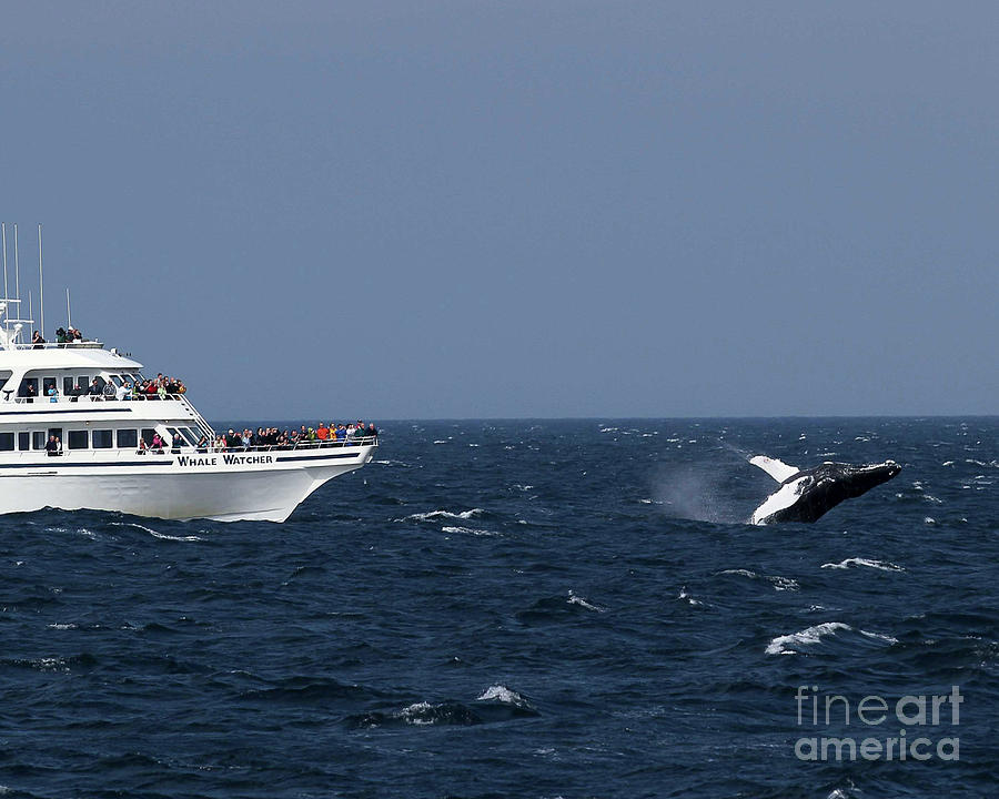 Whale Watcher Photograph
