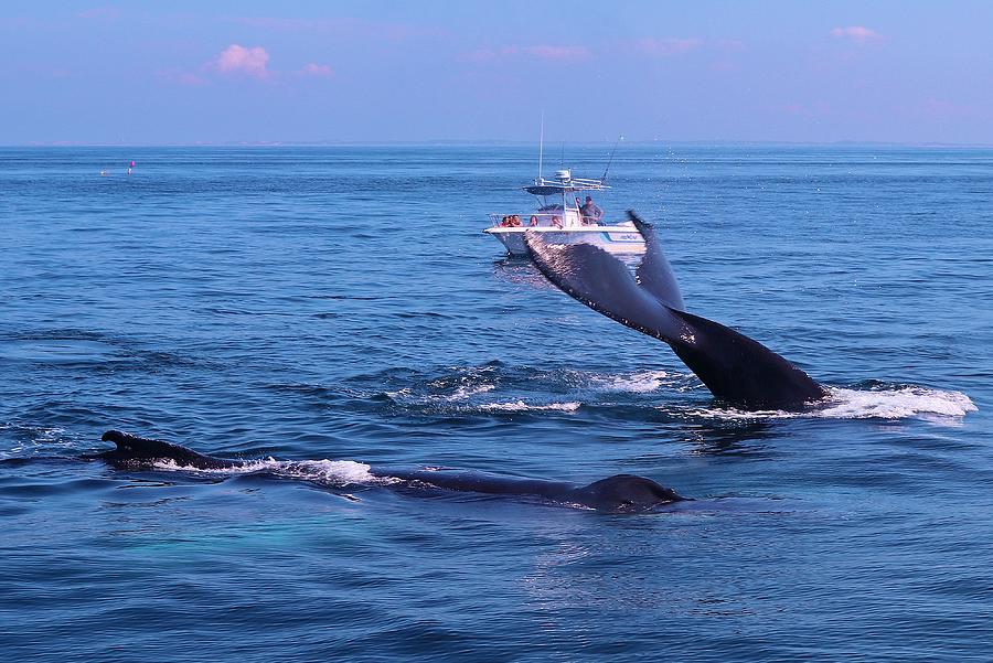 Whale Watching 2 Photograph by Christopher James - Fine Art America