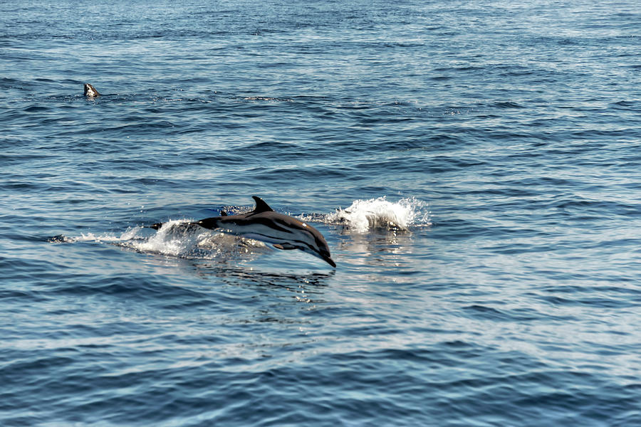 WHALE WATCHING and DOLPHINS 1 Photograph by Enrico Pelos