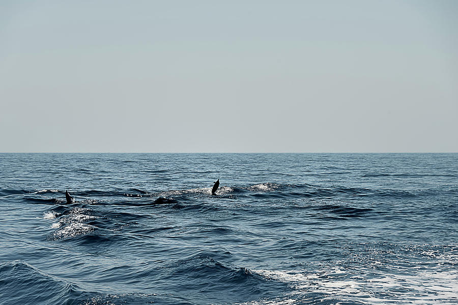 WHALE WATCHING and DOLPHINS 2 Photograph by Enrico Pelos