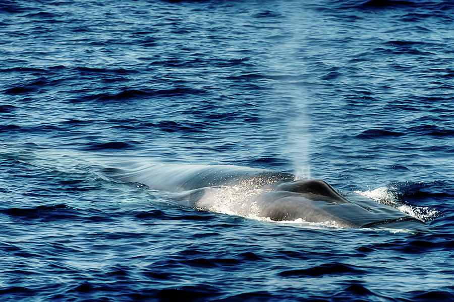 Whale Watching Balenottera Comune 1 Photograph by Enrico Pelos