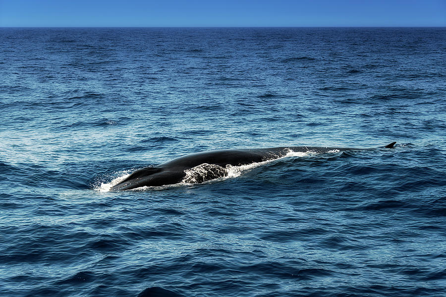 Whale Watching Balenottera Comune 3 Photograph by Enrico Pelos