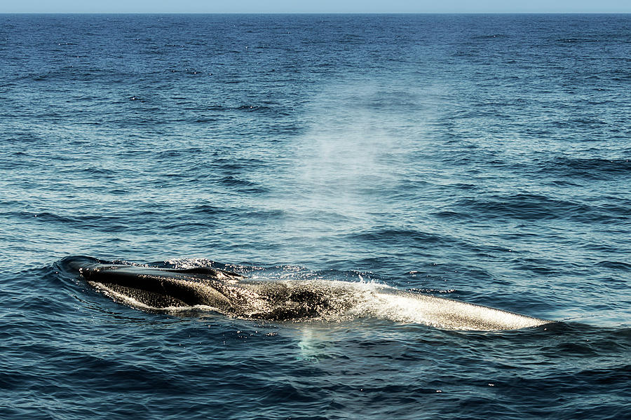 Whale Watching Balenottera Comune 5 Photograph by Enrico Pelos