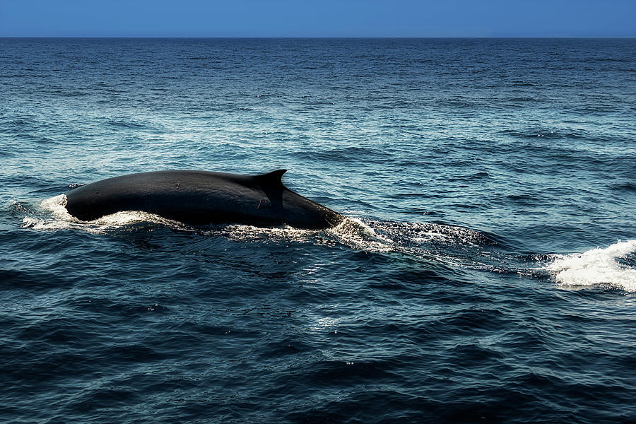 Whale Watching Balenottera Comune 6 Photograph by Enrico Pelos