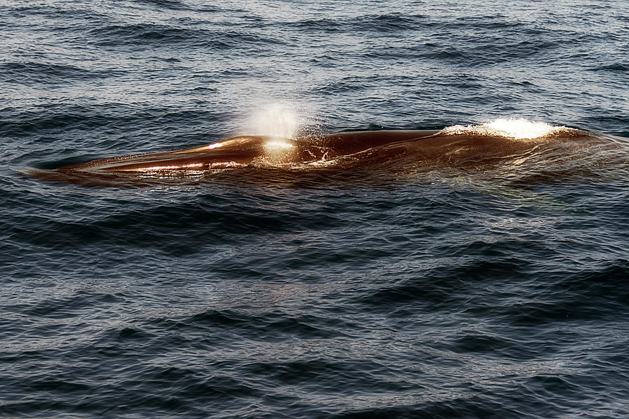 Whale Watching Balenottera Comune 7 Photograph by Enrico Pelos