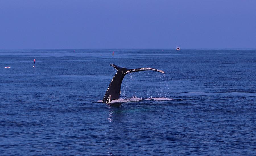 Whale Watching Photograph by Christopher James