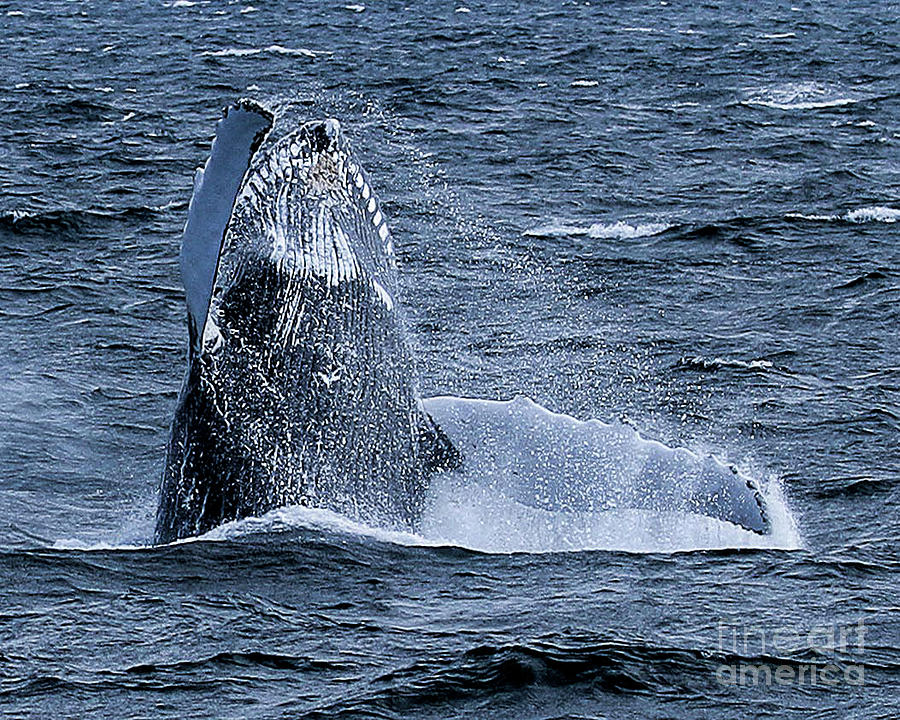 Whale Watching - Humpback Breaching Photograph