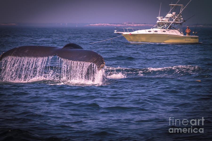 Whale watching - Humpback whale 3 Photograph by Claudia M Photography