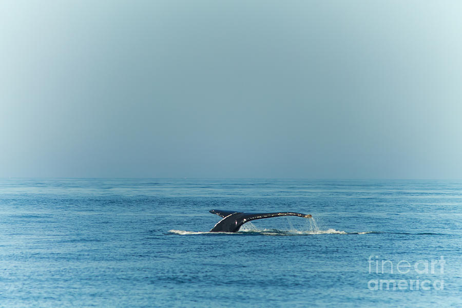 Whale watching - Humpback whale Photograph by Claudia M Photography