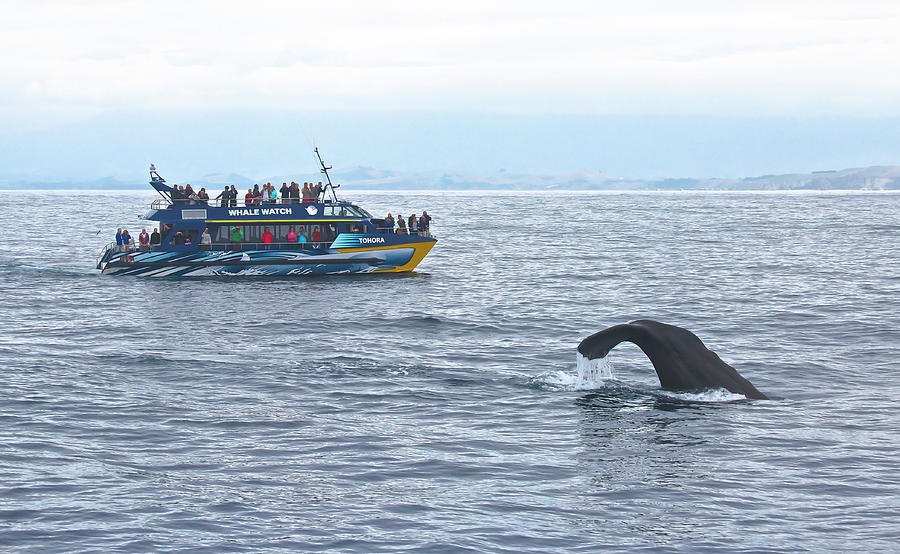 Whale Watching in Kaikoura, New Zealand Photograph by Venetia Featherstone-Witty