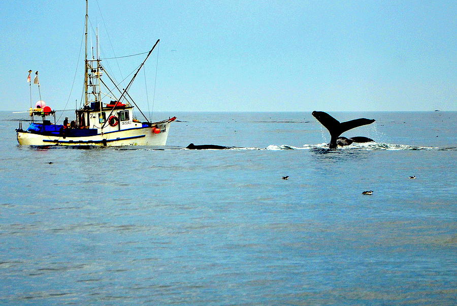 Whale Watching Moss Landing  Series 25. Photograph by Antonia Citrino