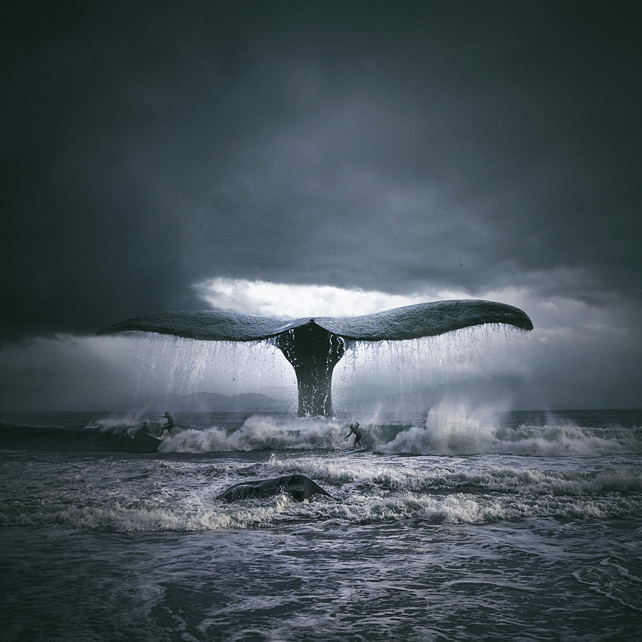 Whale Photograph - Whalensurf by Tomasz Zaczeniuk