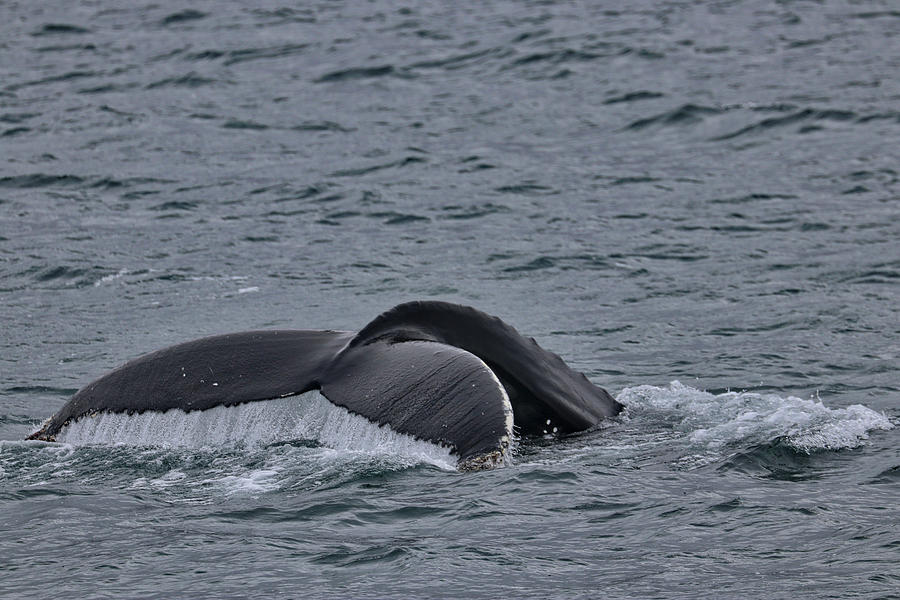Whales Akureyri Iceland Photograph by Paul James Bannerman