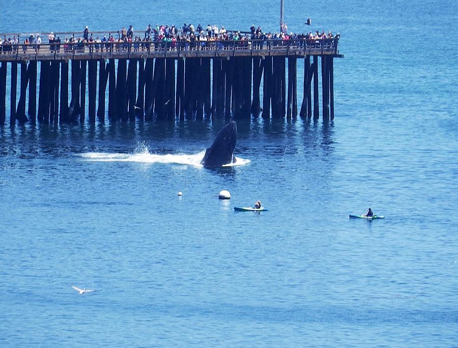 Whales by the Pier Photograph by Jan Moore