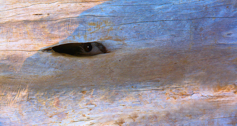 Whales Eye in Wood Photograph by Josephine Buschman