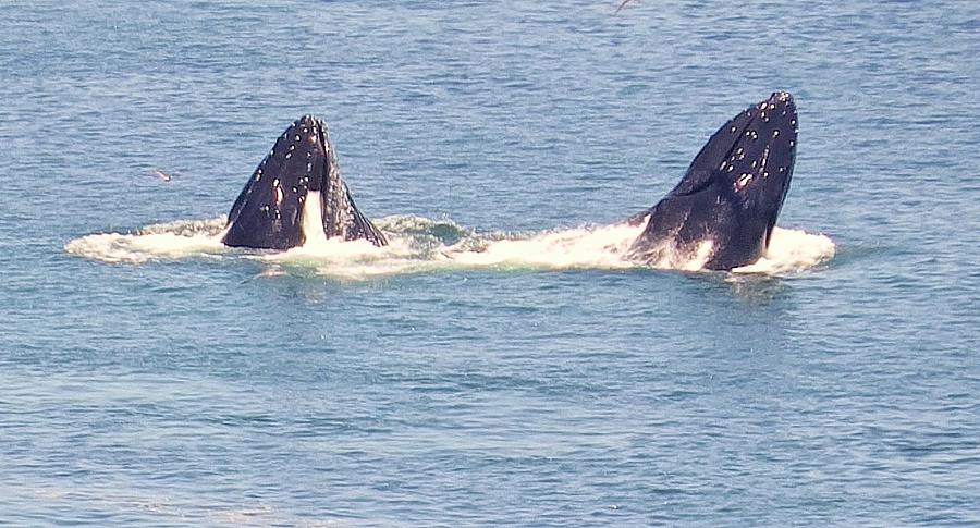 Whales in Avila Beach CA Photograph by Jan Moore