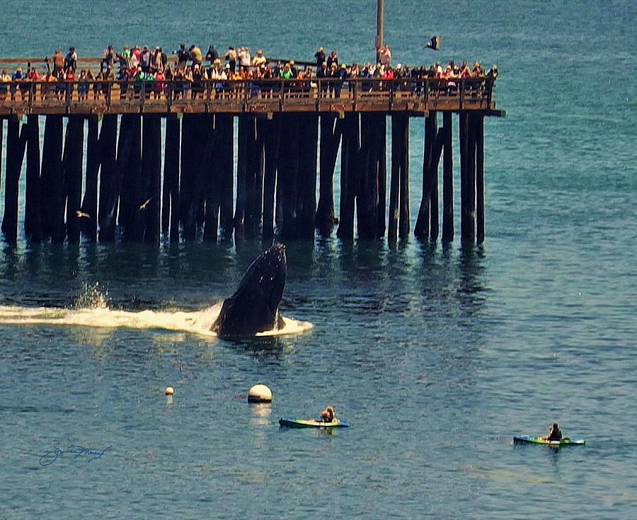 Whales in Avila Beach California Photograph by Jan Moore