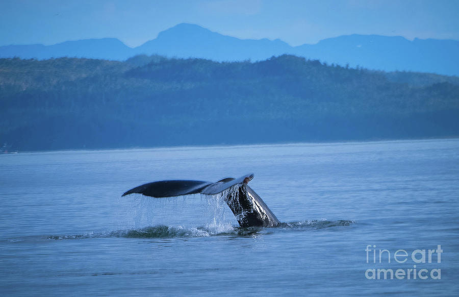 Whale's Tail Photograph by Debbie Morris - Fine Art America