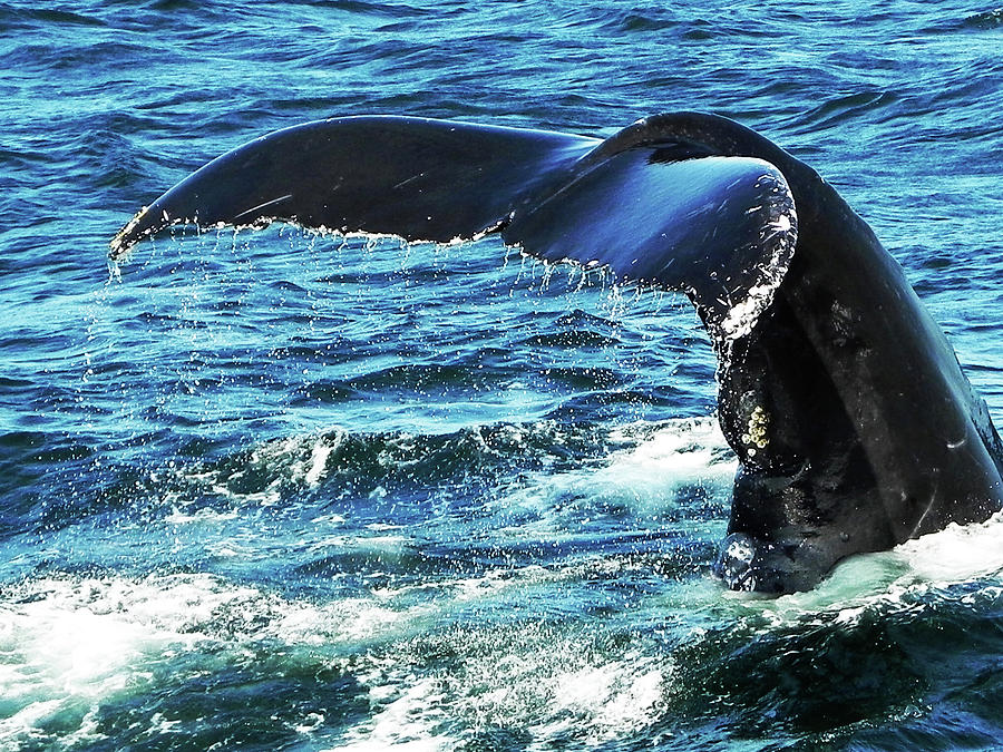 Whales Tail Photograph by Kathleen Moroney