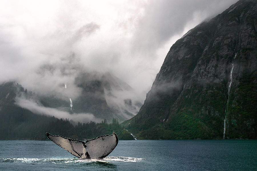 Whales Tale Photograph by Harry Spitz