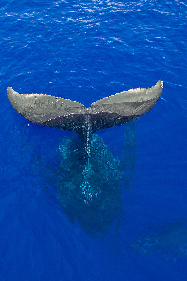 Whaletail Photograph by James Roemmling