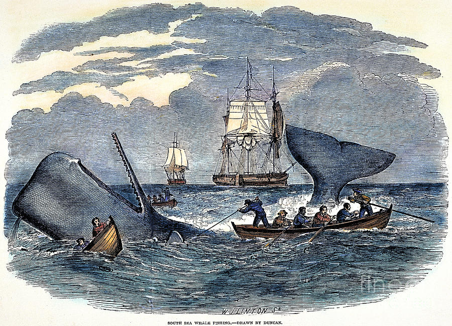 Whaling In South Pacific Photograph by Granger