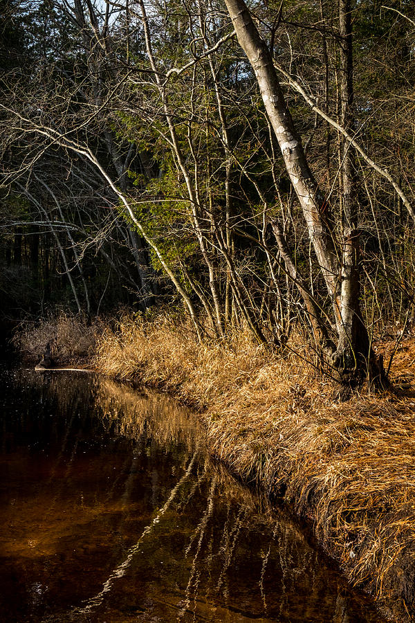 Wharton Forest Fall Photograph by Glenn DiPaola