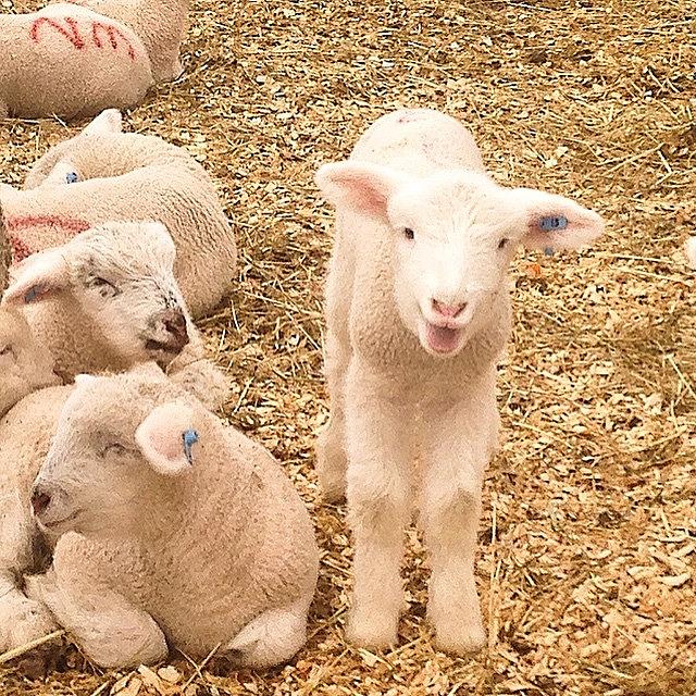 Sheep Photograph - What A Big Baaaaaah-by #lamb by Carly Barone