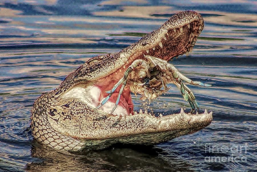 Nature Photograph - What A Catch HDR by Paulette Thomas