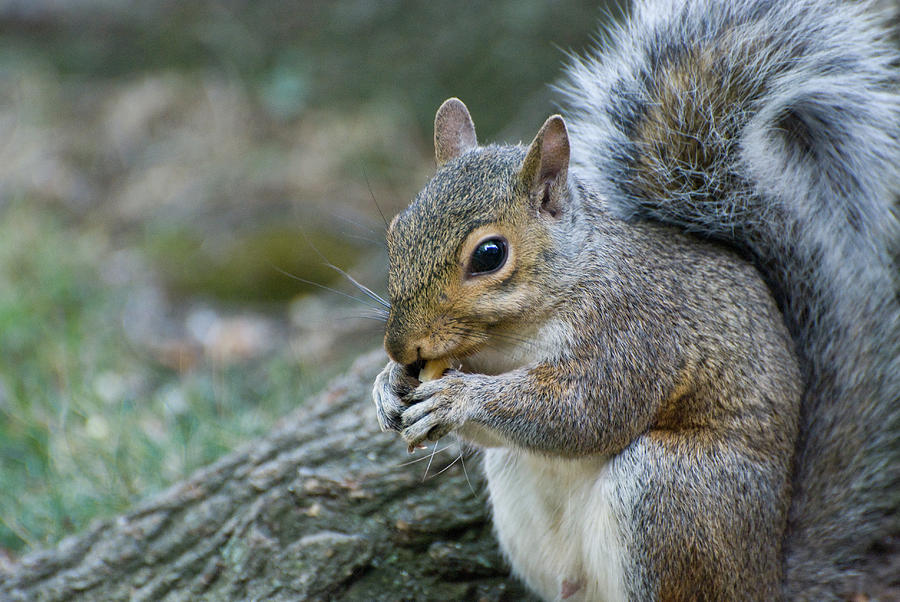 What a cute Squirrel Photograph by Howard Schoenberger - Fine Art America