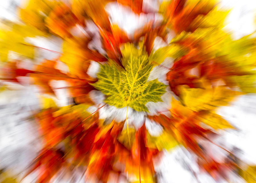What a Falling Leaf Sees Photograph by Tim Kirchoff