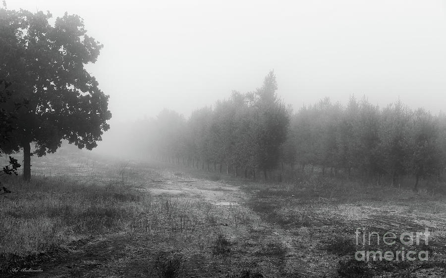 What a foggy morning 03 Photograph by Arik Baltinester