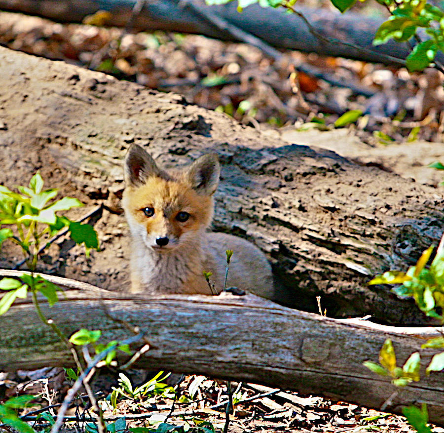 Fox Photograph - What A Fox by Robert Pearson